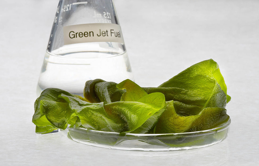 Algae Fuel Culture